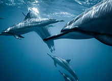 西海岸压哨扳回一城!何宇鹏犯规送点,戴维森造点+勺子点球命中